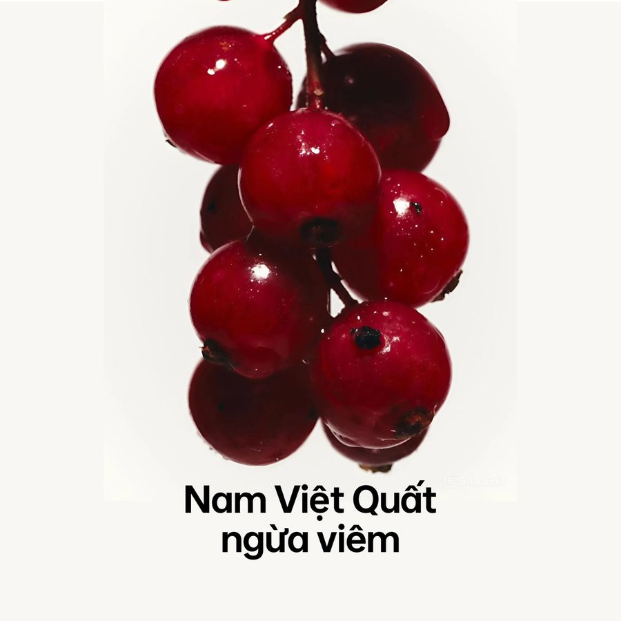 Chiết xuất nam việt quất